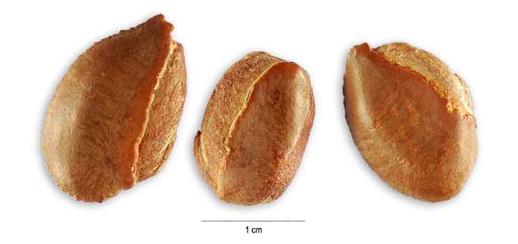سیب ستاره  - معرفی درختان میوه
